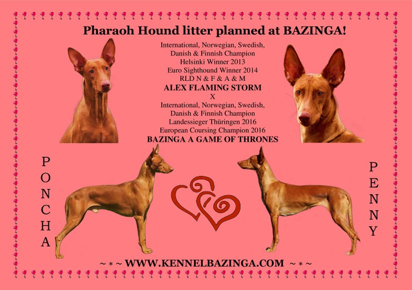 Pharaoh Hound puppies expected in May!