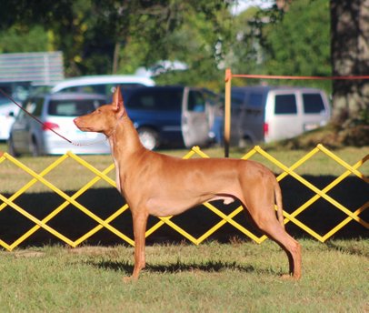 Storm going Winners Dog with a 5 point major at the PHCA National Specialty 2014, owner breeder handled. Photo: Emelie Arwinge