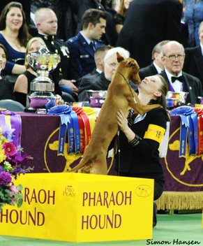 Summer and Grahm in the Hound Group at Madison Square Garden. Photo: Simon Hansen.