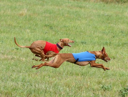 Pharaoh Hounds doing what they love - lure coursing! Photo: Simon Hansen.