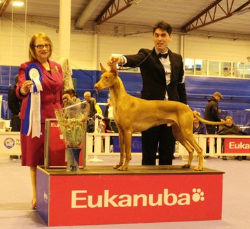 Storm going Group 1st at Bergen INT KC Show 2015 under specialist judge Mrs. Eli-Marie Klepp, Norway